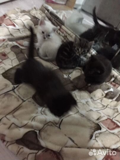 Котята, кошки в добрые руки