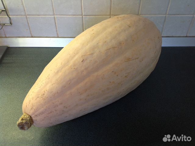 Тыква Розовый Банан семена