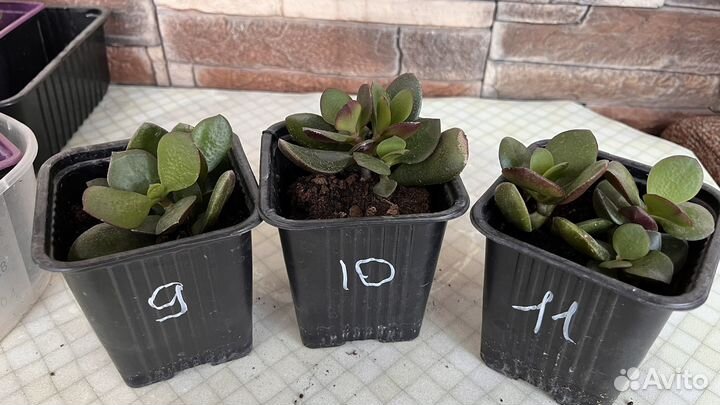 Толстянка денежное дерево саженцы