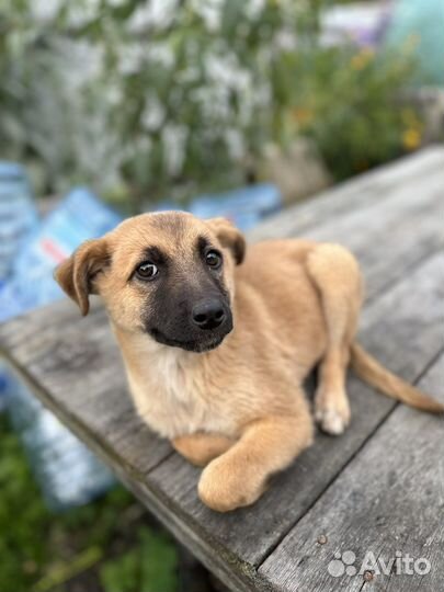 Девочка ищет дом