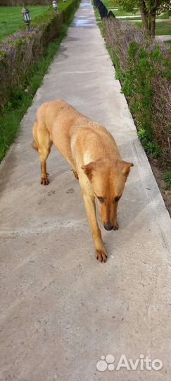 Собака кобель