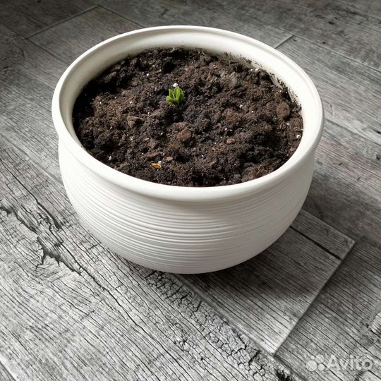 Большой цветочный горшок