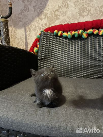 Котята в добрые руки 1 месяц