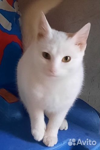 Глухой белый котёнок турецкой ангоры выброшен