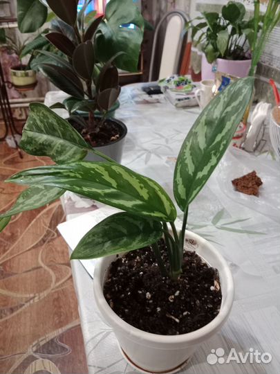 Аглаонема Мария, Монстера, Фикус, Молочай