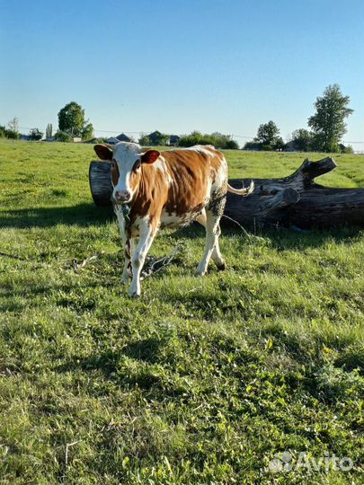 Корова высокоудойная