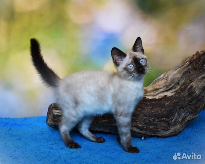 Снежная бенгальская