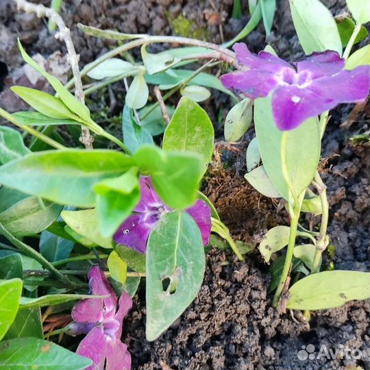 Барвинок сортовой