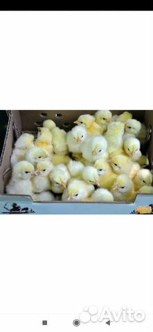 Бройлер суточный