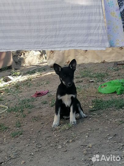 Игривые щенки