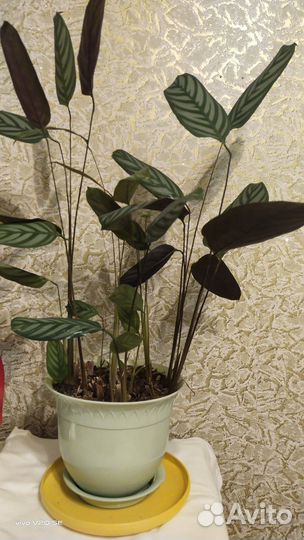 Домашний цветок