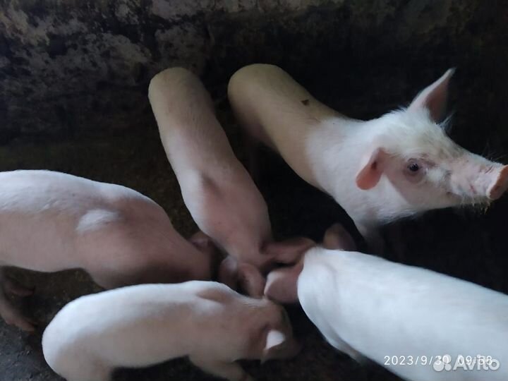 Поросенок ландрас