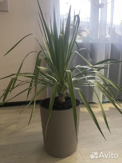 Комнатные растения