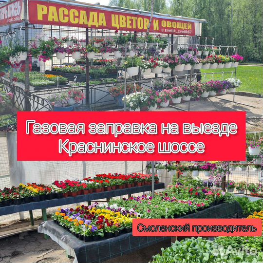 Рассада цветов и овощей. Готовые кашпо