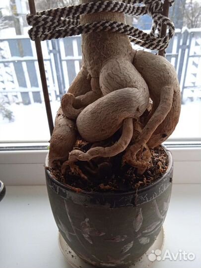 Адениум. индийский лук. и т д