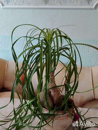 Бокарнея Нолина