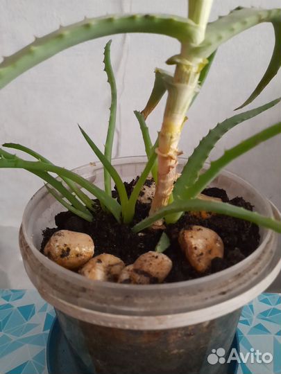 Алоэ столетник