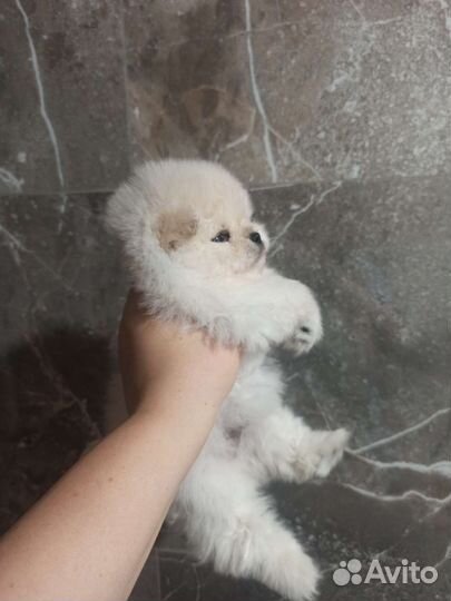 Померанский шпиц