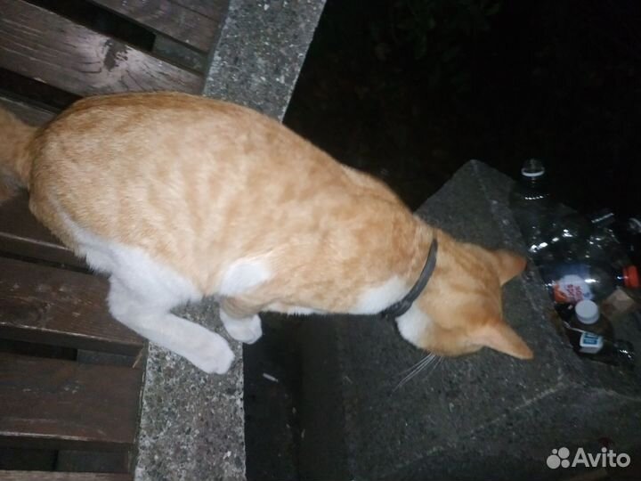 Найден рыжий кот
