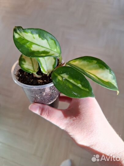 Хойя Карноза Триколор