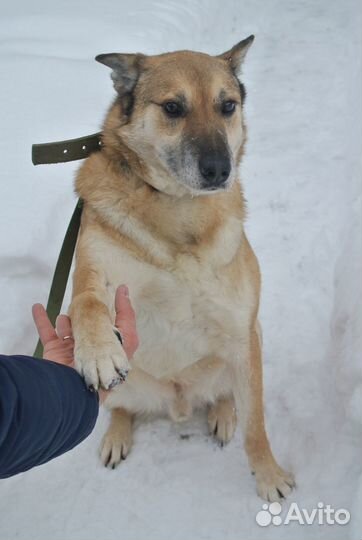 Пёс - красавец в добрые руки
