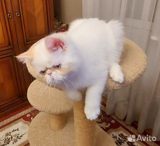 Продам персидского шикарного котенка объявление продам