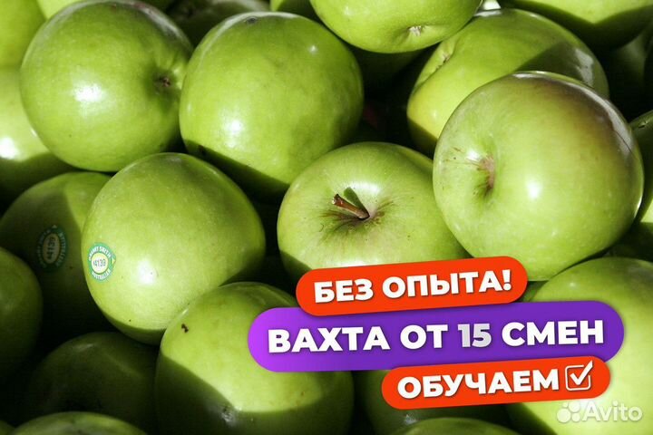 Сборщик яблок вахта в Волгоградской области