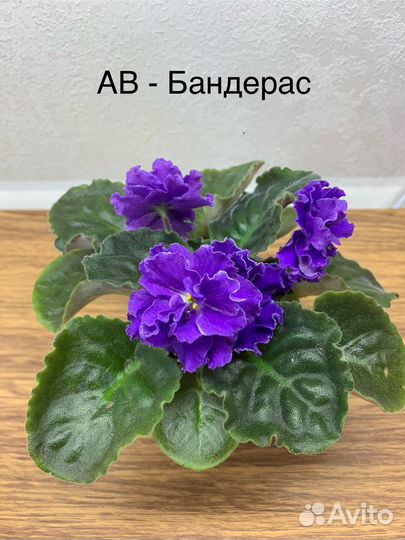 Фиалки цветущие в горшке