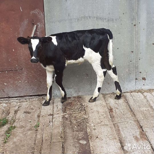 Тёлка, телята