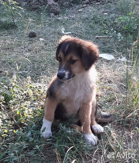 Срочное спасение.щенков хотят убить