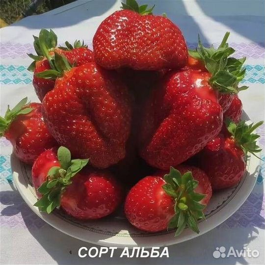 Рассада клубники