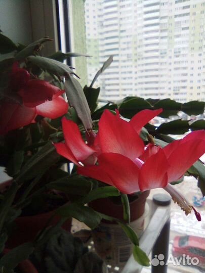 Фуксия, декабрист