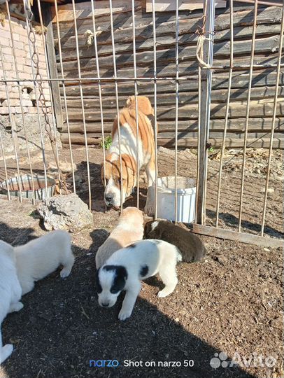 Продажа щенков алабая