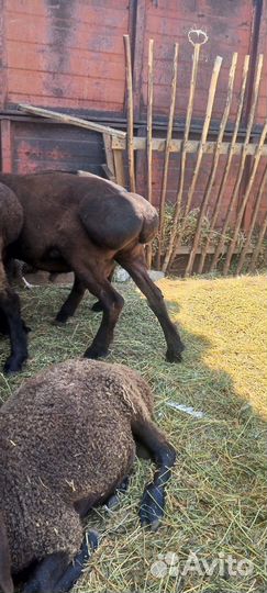 Эдельбаевские бараны на племя