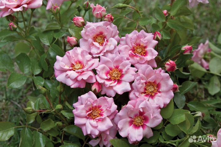 Роза Чьюделайт