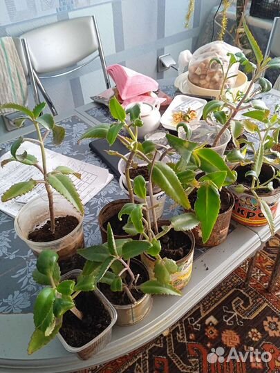 Каланхоэ и алоэ лечебный разного возраста от насмо