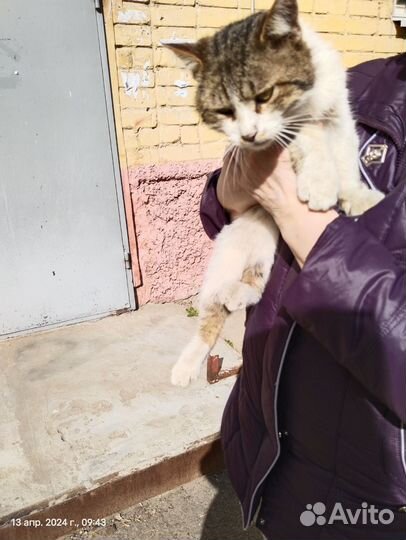 Котик в добрые руки