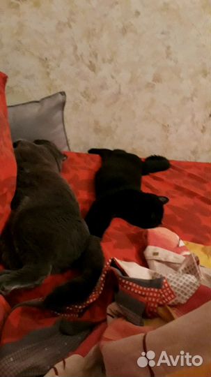 Передержка животных, зооняня