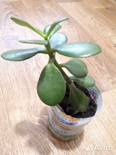 Растение, цветы Денжное дерево, Толстянка,Крассула