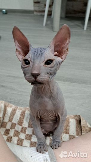 Донской сфинкс котята