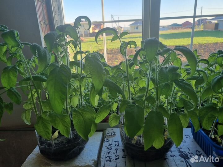 Рассада помидор