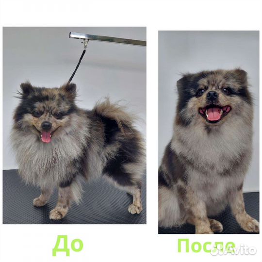 Стрижка собак, и кошек,груминг