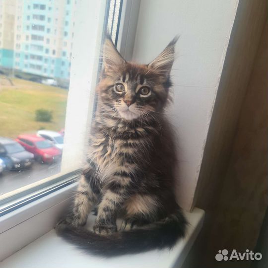 Котята мейн-кун