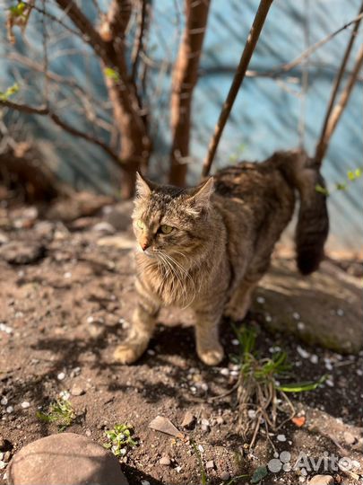 Кошка в дар бесплатно