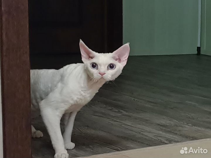 Кот девон-рекс