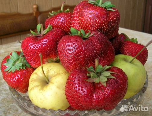 Крупноплодная клубника Чамора, Цунаки, Комрат