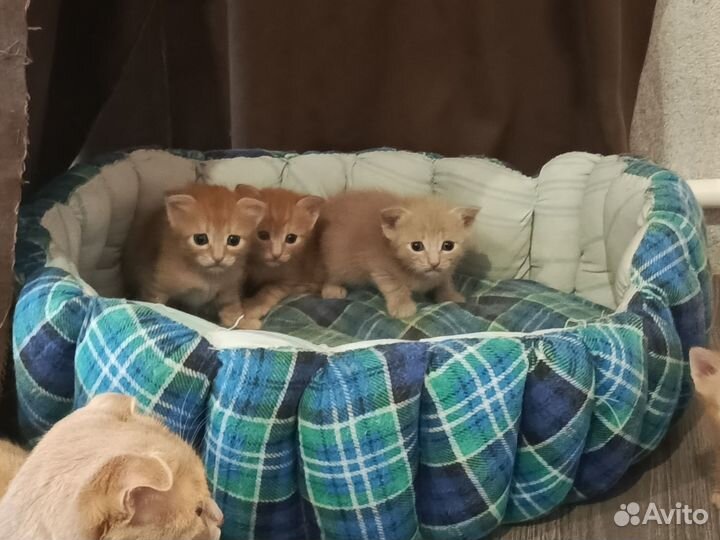 Кошки в добрые руки бесплатно