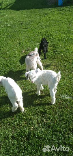 Козлята, козлик и козочки