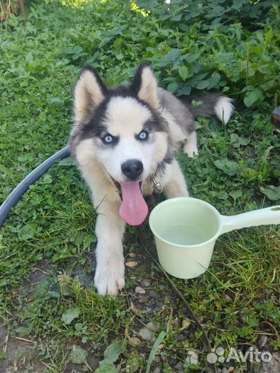 Сибирский хаски