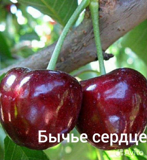 Саженцы Черешни